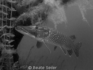 Northern Pike , taken with Canon S70 , no strobe by Beate Seiler 